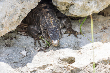 Primer plano de iguana rayada