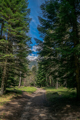 Fototapeta na wymiar Pathway through coniferous forest with moss, branches and stomps of old trees. Wild nature, Arkhyz, Caucasus mountains, Russia