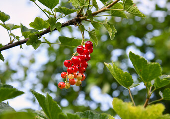 rote Johannisbeeren