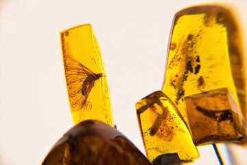 Zeugnisse  der Vergangenheit- Bernsteine mit eingeschlossenen Insekten