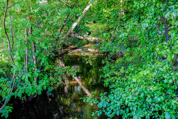 small torrent in a forest