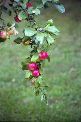 Red Apples on the Branch