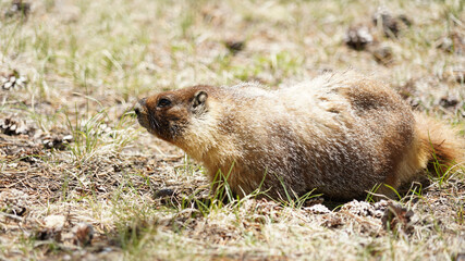 Marmots on the Pacific Crest Trail near Forester Pass.