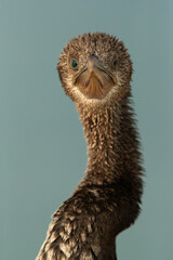 Portrait of a Socotra cormorant, Busaiteen coast, Bahrain