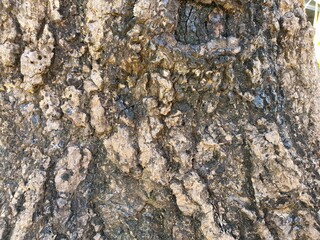 Background image. The trunk of a large tree is very old. The rough bark is the dimension of natural patterns.