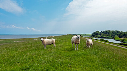 Fototapeta premium Sheep on the dyke at the Wadden Sea in Friesland the Netherlands