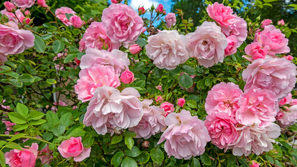 Blossoming pink roses in summer in the Netherlands