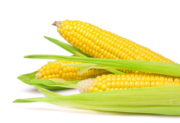 Corn isolated on a white background. Fresh vegetables ingredients.
