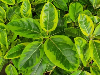 Fototapeta na wymiar Ficus elastica Roxb. ex Hornem. 'variegata' is a single, alternate, bright green with yellow streaks on the face. It is a perennial plant. White latex is poisonous. Use latex to make an eraser.