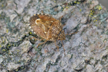 Closeup of a small brown colored shield bug from Southern France, Staria lunata