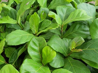 Ficus lyrata is a perennial. Tall stems with large serrated leaves. popularly planted ornamental plants Helps purify the air and toxins Freshen the air.