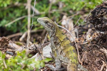 Enfoque selectivo de una iguana joven salvaje en las rocas contra un fondo borroso