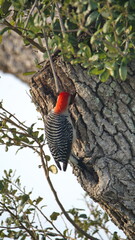 Red-bellied woodpecker (Melanerpes carolinus) in an oak tree in a backyard in Panama City, Florida, USA