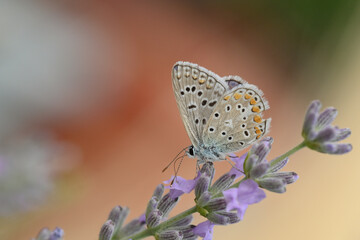 papillon azuré commun
