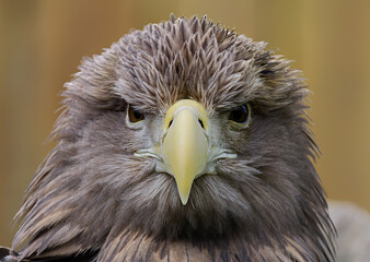 Seeadler fixierter Blick