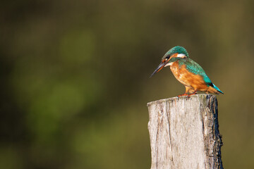 kingfisher on a pole