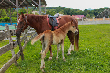 a horse with a foal in the paddock