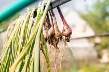 The onion dries outdoors.