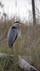 Great blue heron in sea grass by the bay in a backyard in Panama City, Florida, USA