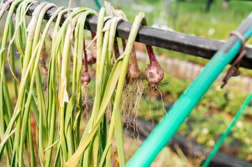 The onion dries outdoors.