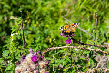 Farfalla al sole posata su un fiore