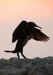 Socotra cormorant in the morning, Bahrain