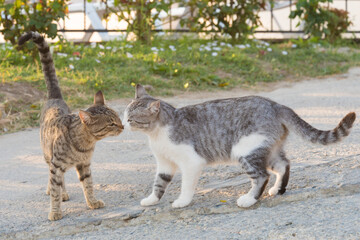 Two cats sniff each other. Meeting of two cats, cat wedding. Novel - obrazy, fototapety, plakaty