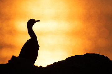 Socotra cormorant in the morning hours at Busaiteen coast of Bahrain