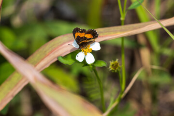 Primer plano de dama pintada mariposas en bidens alba