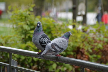 a couple of pigeons on a rainy spring day in Ulm, Germany