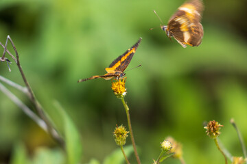Primer plano de dama pintada mariposas en bidens alba