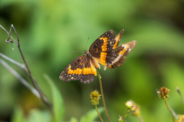 Primer plano de dama pintada mariposas en bidens alba