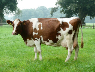 Fototapeta na wymiar A Red Holstein Frisian cow in a Dutch meadow. It could be a typical Dutch breed too.