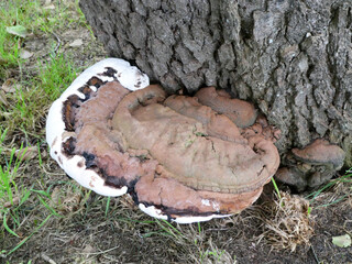This fungus is called Artist’s conk, Ganoderma applanatum, Artist’s bracket or Bear bread. It's growing on a large tree near the ground - obrazy, fototapety, plakaty