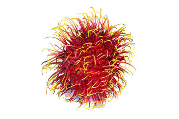 Fruit of rambutan is bright red and has slightly green hair tips. on isolated white background.