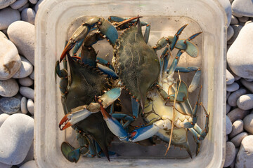 American blue crabs, Callinectes sapidus, freshly caught in Prat de Cabanes, are an invasive exotic...