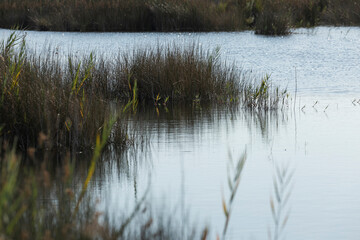 Landscape of reed beds and wetlands in the protected natural area of the Prat de Cabanes Natural Park, Torreblanca, Castellon, Spain