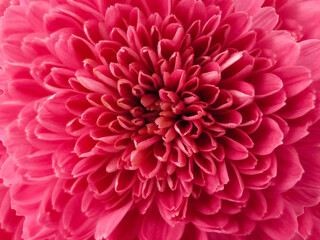 Pink flower background stock photo