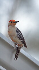 Red-bellied woodpecker (Melanerpes carolinus) perched on a gutter in a backyard in Panama City, Florida, USA