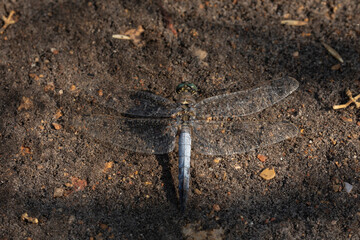 A big dragonfly rests on the ground, Prat de Cabanes Natural Park, Torreblanca, Castellon, Spain