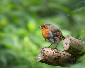 Robin Red Breast sitting on a branch