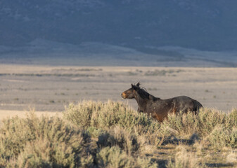 Wild Horse in the Utah Desert in Spring