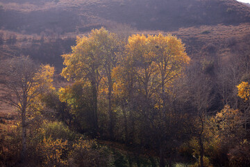 Fototapeta premium Yellow trees in the mountains.