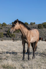 Fototapeta premium Wild Horse in the Utah Desert in Spring