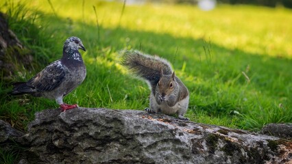 Squirrel and Pigeon