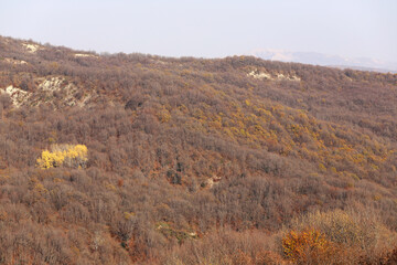 Yellowing autumn forest in the mountains