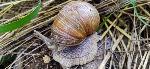 big snail on the grass