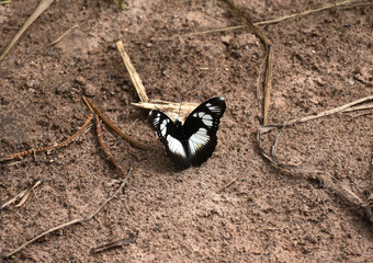 Beautiful Black and White Butterfly found in Beach of Lake Malawi Southern Africa