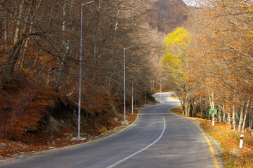 Fototapeta premium The road leading through the autumn forest.