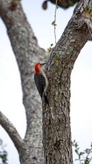 Red-bellied woodpecker (Melanerpes carolinus) in an oak tree in a backyard in Panama City, Florida, USA
